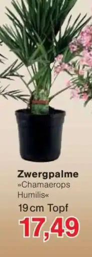 Jawoll Zwergpalme Angebot