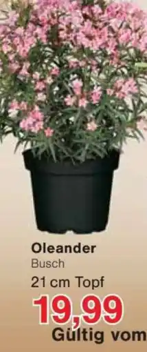 Jawoll Oleander Busch Angebot