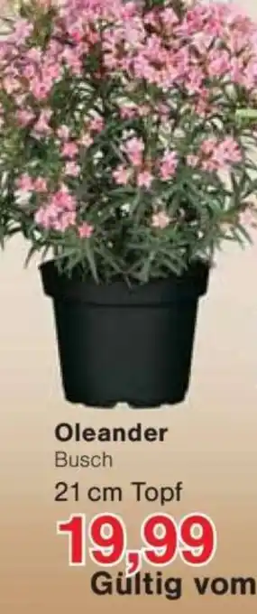 Jawoll Oleander Busch Angebot