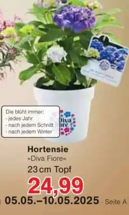 Jawoll Hortensie Angebot