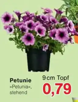 Jawoll Petunie Angebot