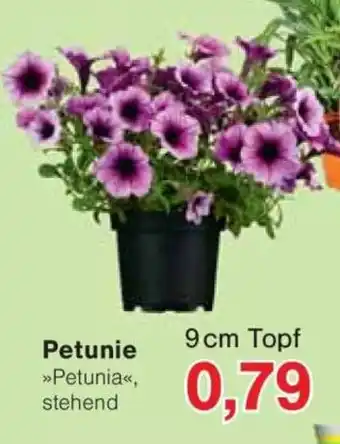 Jawoll Petunie Angebot
