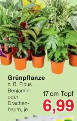 Jawoll Grünpflanze Angebot