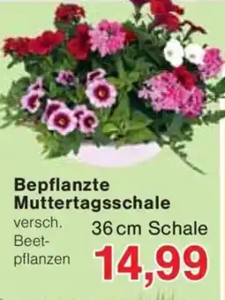 Jawoll Bepflanzte Muttertagsschale Angebot