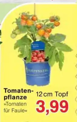 Jawoll Tomaten pflanze Angebot