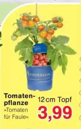 Jawoll Tomaten pflanze Angebot