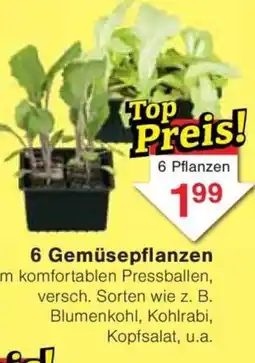 Jawoll 6 Gemüsepflanzen Angebot