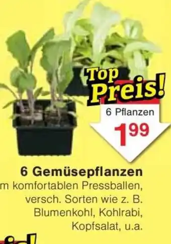 Jawoll 6 Gemüsepflanzen Angebot