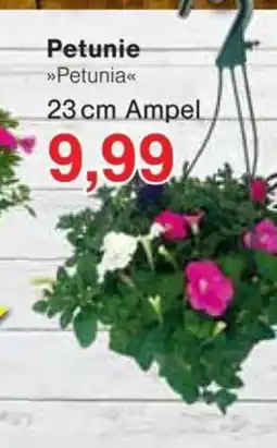 Jawoll Petunie Angebot