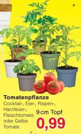 Jawoll Tomatenpflanze Angebot