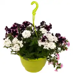 toom Baumarkt toom Mischbepflanzung 27 cm Wasserspeicher-Ampeltopf Angebot