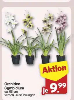 Famila Nord West Orchidee Cymbidium Angebot
