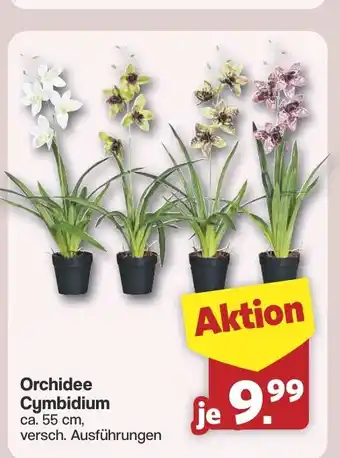 Famila Nord West Orchidee Cymbidium Angebot
