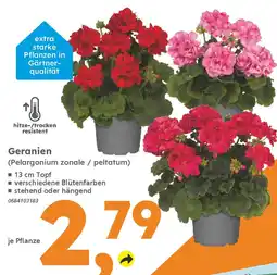 Globus Baumarkt Geranien (Pelargonium zonale / peltatum) Angebot