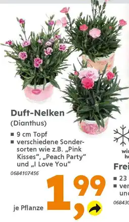 Globus Baumarkt Duft-Nelken (Dianthus) Angebot