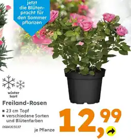 Globus Baumarkt Freiland-Rosen Angebot