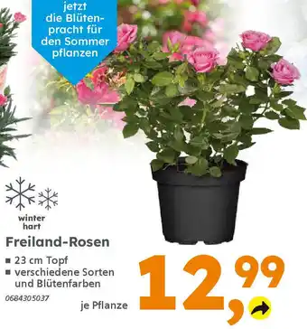 Globus Baumarkt Freiland-Rosen Angebot