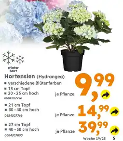 Globus Baumarkt Hortensien (Hydrangea) Angebot