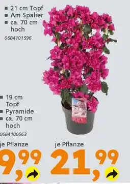 Globus Baumarkt Drillingsblume (Bougainvillea) Angebot