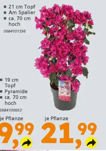 Globus Baumarkt Drillingsblume (Bougainvillea) Angebot
