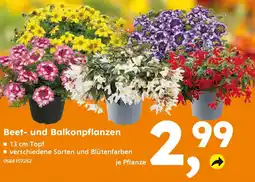 Globus Baumarkt Beet- und Balkonpflanzen Angebot