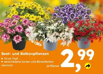 Globus Baumarkt Beet- und Balkonpflanzen Angebot