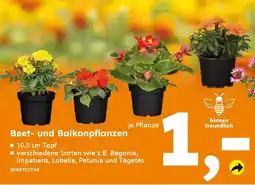 Globus Baumarkt Beet- und Balkonpflanzen Angebot