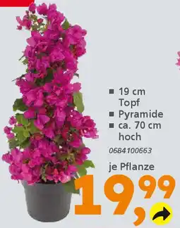 Globus Baumarkt Drillingsblume (Bougainvillea) Angebot