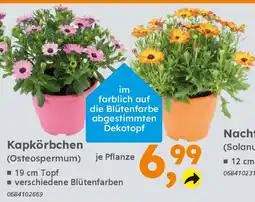 Globus Baumarkt Kapkörbchen (Osteospermum) Angebot