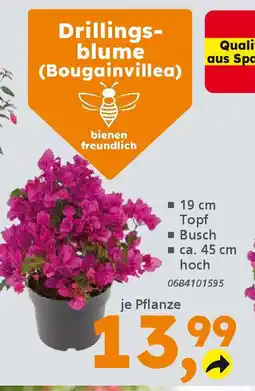 Globus Baumarkt Drillingsblume (Bougainvillea) Angebot