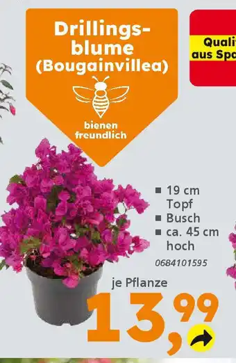 Globus Baumarkt Drillingsblume (Bougainvillea) Angebot