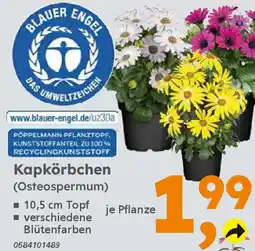 Globus Baumarkt Kapkörbchen (Osteospermum) Angebot