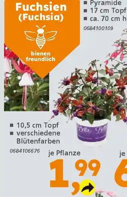 Globus Baumarkt Fuchsien (Fuchsia) Angebot