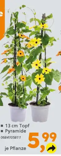 Globus Baumarkt Schwarzäugige Susanne (Thunbergia alata) Angebot
