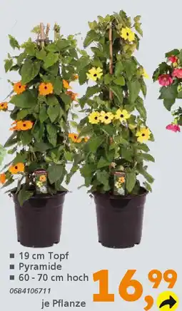 Globus Baumarkt Schwarzäugige Susanne (Thunbergia alata) Angebot