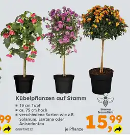 Globus Baumarkt Kübelpflanzen auf Stamm Angebot