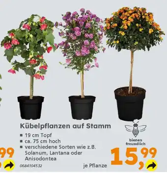 Globus Baumarkt Kübelpflanzen auf Stamm Angebot