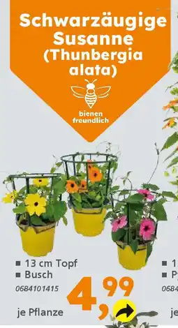Globus Baumarkt Schwarzäugige Susanne (Thunbergia alata) Angebot