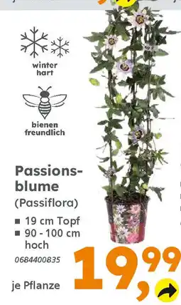 Globus Baumarkt Passionsblume (Passiflora) Angebot