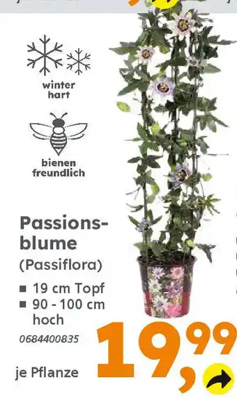 Globus Baumarkt Passionsblume (Passiflora) Angebot