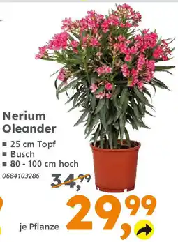 Globus Baumarkt Nerium Oleander Angebot