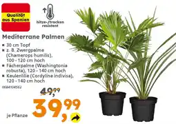 Globus Baumarkt Mediterrane Palmen Angebot