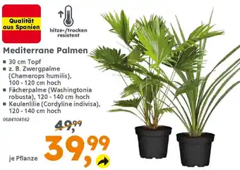Globus Baumarkt Mediterrane Palmen Angebot