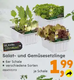 Globus Baumarkt Salat- und Gemüsesetzlinge Angebot
