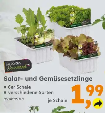 Globus Baumarkt Salat- und Gemüsesetzlinge Angebot