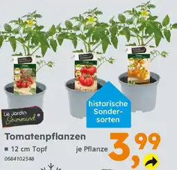 Globus Baumarkt Tomatenpflanzen Angebot