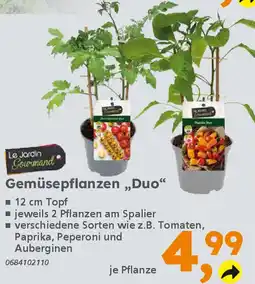 Globus Baumarkt Gemüsepflanzen „Duo" Angebot
