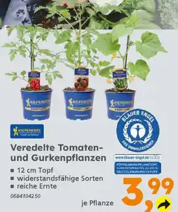 Globus Baumarkt Veredelte Tomaten- und Gurkenpflanzen Angebot