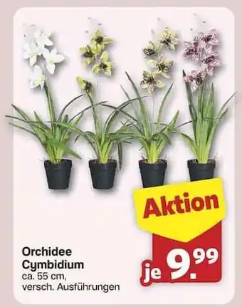 Famila Nord Ost Orchidee Cymbidium Angebot