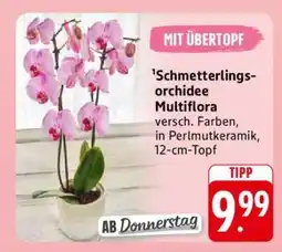 Edeka Schmetterlingsorchidee Multiflora Angebot